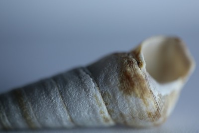 壳牌