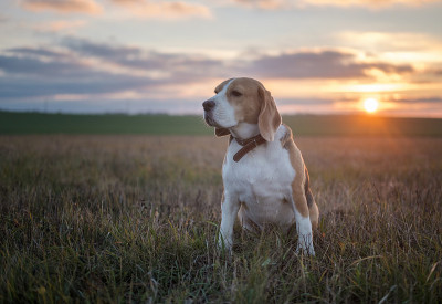 在美丽的秋天日落背景上的比格尔犬