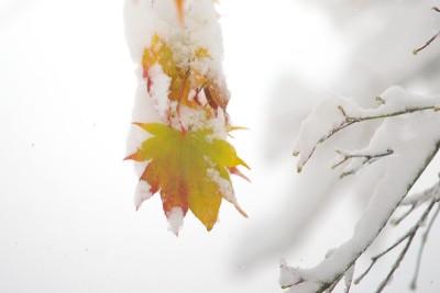 晚秋的粉状雪