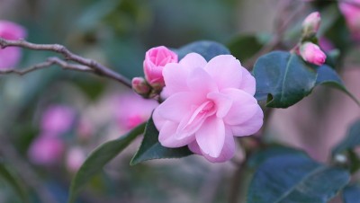 公园里的茶花展览
