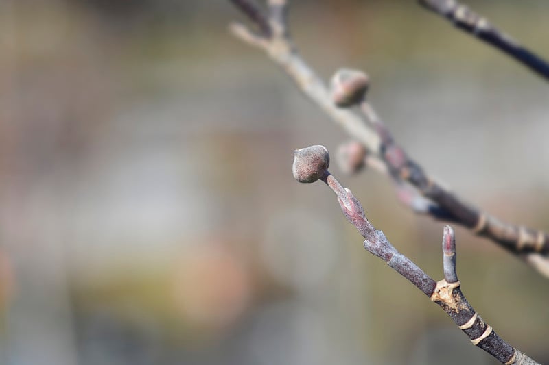 开花山茱萸彩虹