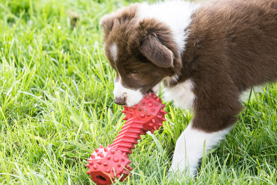 边境牧羊犬