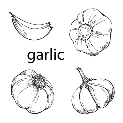 Hand drawn garlic icon.