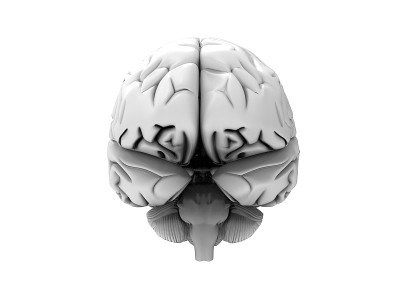 人脑的3D插图在白色的背景上