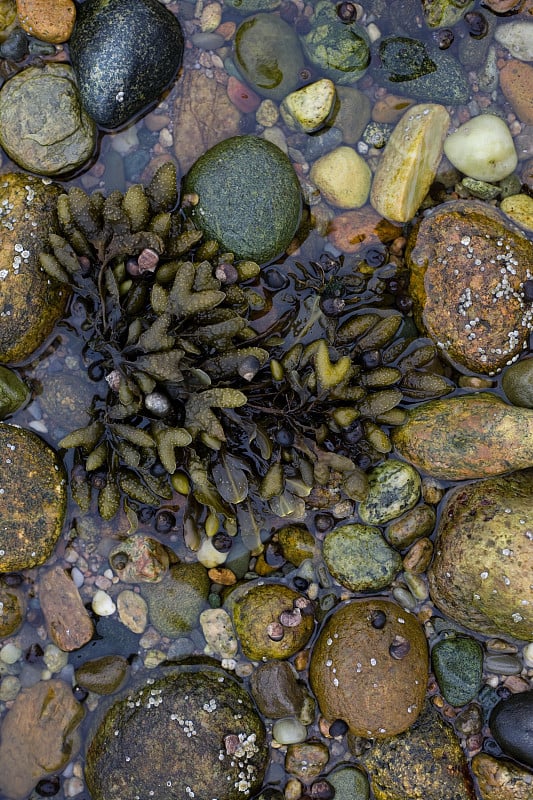 潮汐池与海草