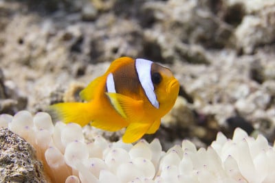 泡尖海葵中的红海海葵鱼