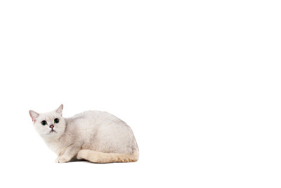 浅灰色短毛猫纯种缅甸隔离在白色背景与地方为文本
