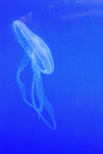 白色的水母漂浮在蓝色的水族箱里