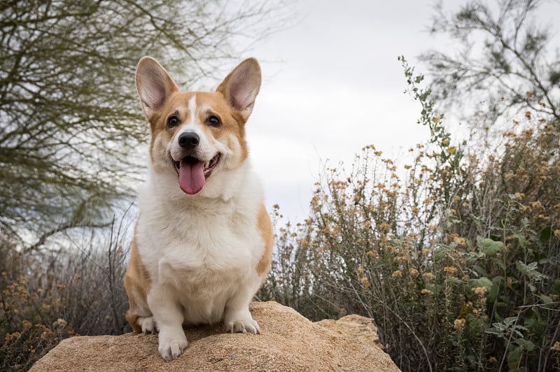 彭布罗克威尔士柯基犬户外肖像