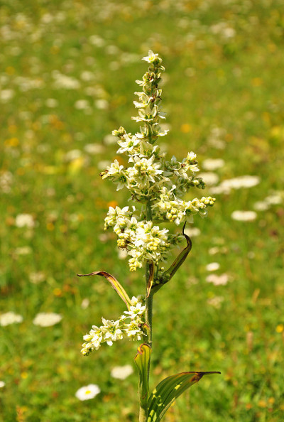 白色假helleborine (Veratrum album)