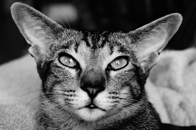 东方猫
