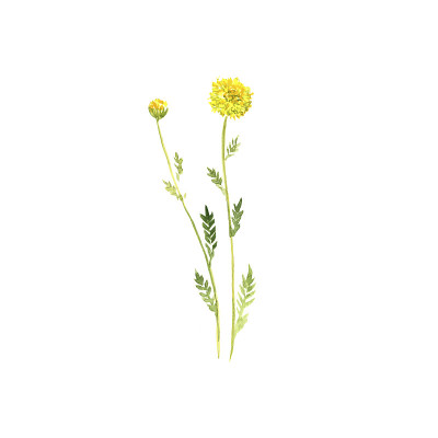 水彩画棉薰衣草