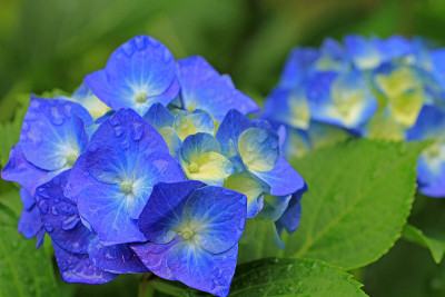 绣球花