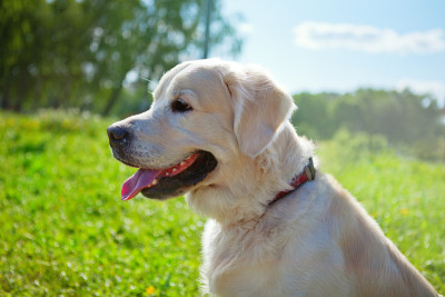金毛猎犬的肖像。