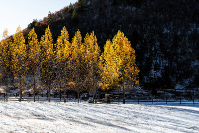 阿斯彭，科罗拉多州落基山脉农场牧场覆盖在雪后与黄色的秋天树木排列小巷街道的道路