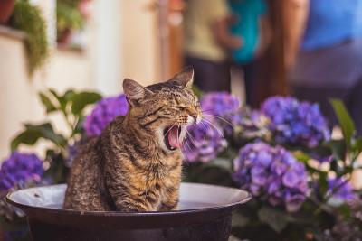 睡意朦胧的虎斑猫坐在碗里