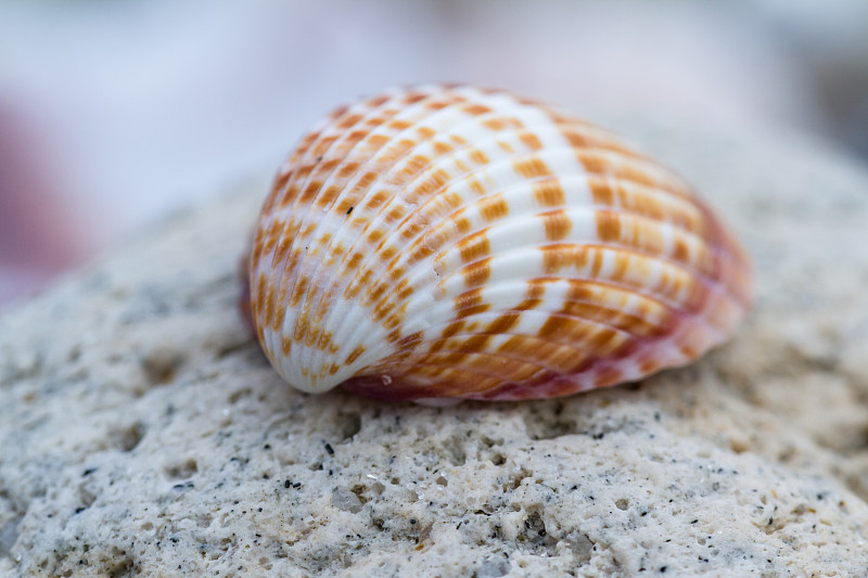 海滩上的贝壳