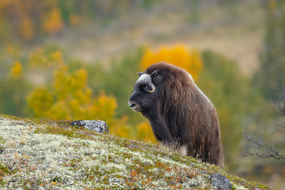 麝牛(Ovibos moschatus)，也拼为麝牛和麝牛站在秋天颜色的挪威Dovrefjell。