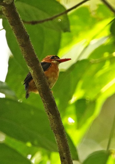 非洲Dwarf-kingfisher