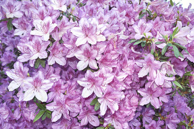 杜鹃花