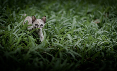 猫在花园里的绿草上