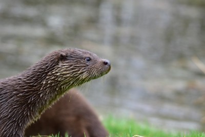 欧洲水獭