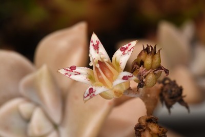 香菇的花