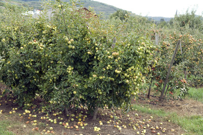 苹果树