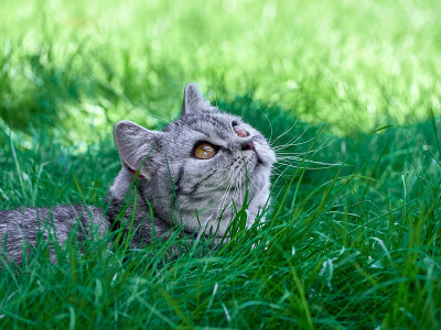 草丛里的小猫。