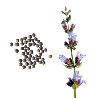 常见的鼠尾草花和种子孤立在白色背景上。鼠尾草种子(丹参)的白色背景