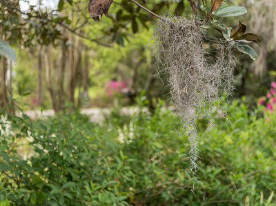 西班牙苔藓附着在小树枝上