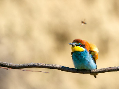 European bee-eater (Merops apiaster) on the branch