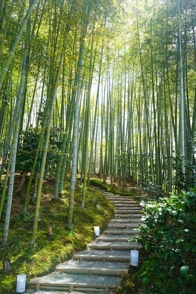 日本的竹林