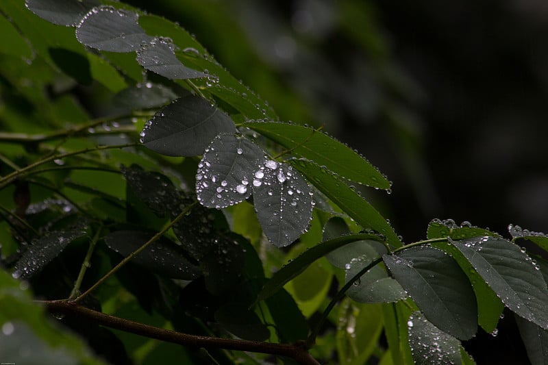 2018年8月8日，保加利亚索菲亚，金合欢树上晶莹的雨滴