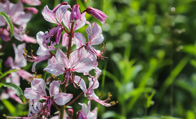 dictamnus。在阳光下，粉红紫色的花朵像露珠一样在野外盛开