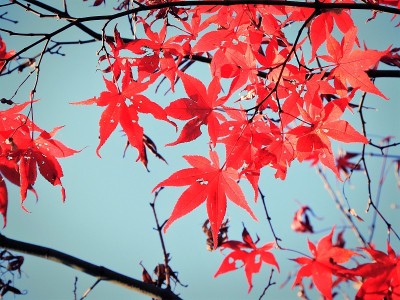红叶（红叶） 10