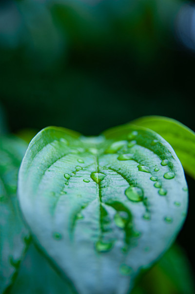 草地上露珠的特写镜头。