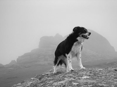 海托尔的高级边境牧羊犬