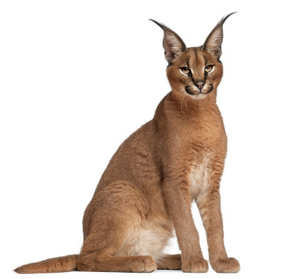 侧面的野猫，六个月大，白色的背景。