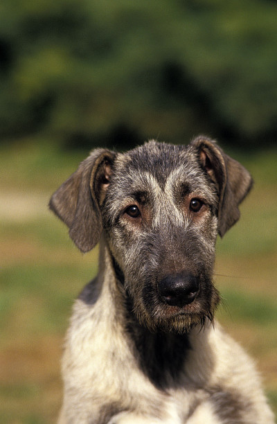 爱尔兰猎狼犬，成人肖像