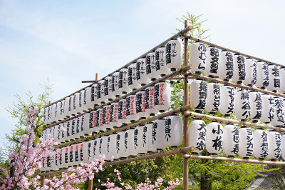 蓝天假樱花日本灯笼(樱花)