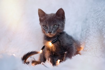 小猫玩着一串灯
