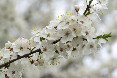 蜜蜂在花上采蜜
