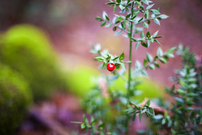 针叶Ruscus aculeatus，也叫屠刀草