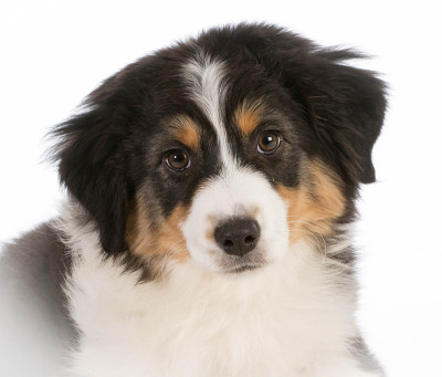澳大利亚牧羊犬的小狗