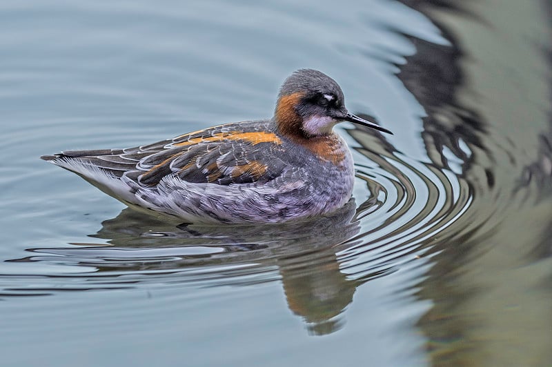 红颈Phalarope - Phalaropus lobatus