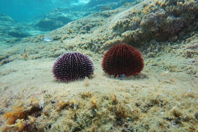 海胆地中海球状海胆