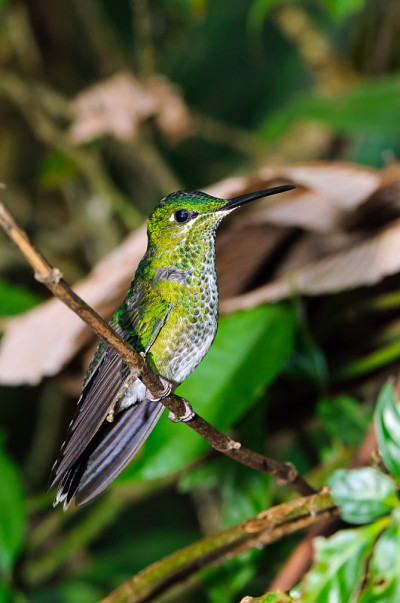 绿冠的雌性(Heliodoxa jacula)