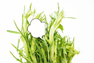 菊苣白标签