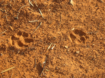 Dingo Tracks